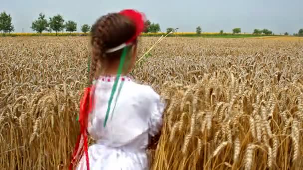 Girl in field of wheat — Stock Video