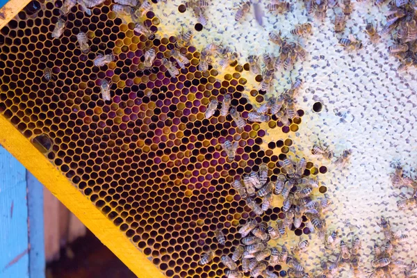 蜜蜂和蜂蜜 — 图库照片