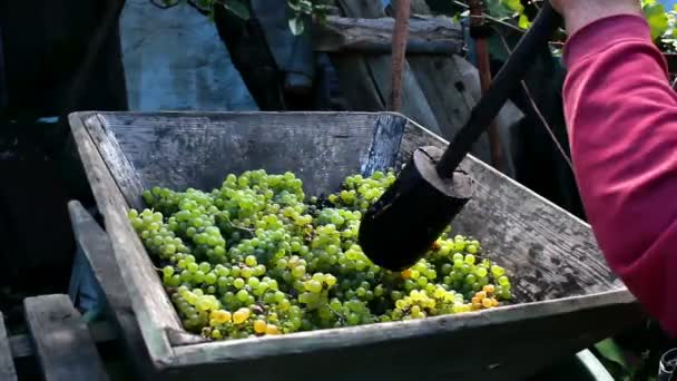 Manually pressing grapes — Stock Video