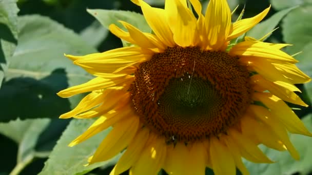 Zonnebloem jaar kleur — Stockvideo