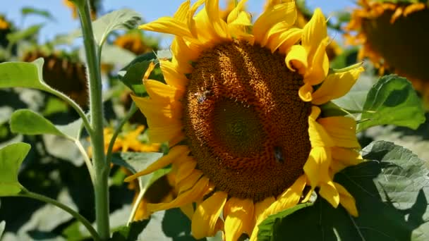 Abeilles sur tournesol 