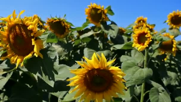 Sunflower field — Stock Video