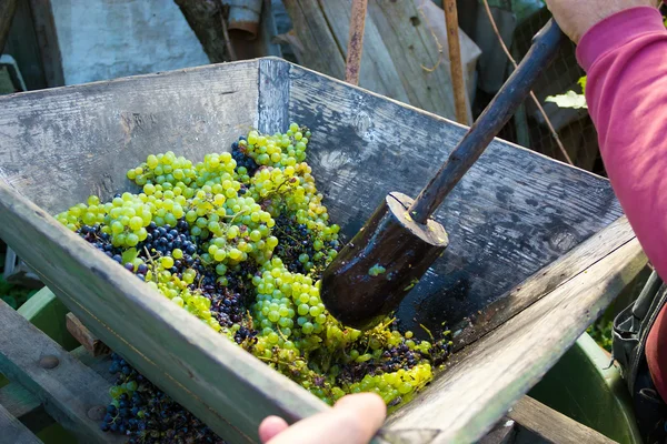 Squeezing grapes — Stock Photo, Image