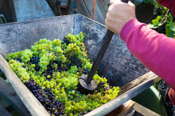 Wyciskania winogron — Zdjęcie stockowe