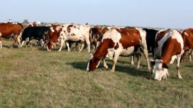 İnekler otlatma