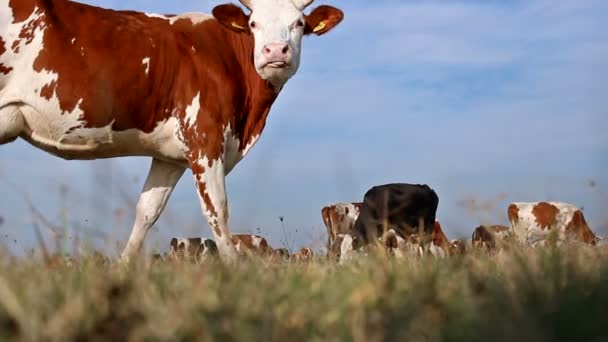 Kühe grasen auf der grünen Wiese — Stockvideo