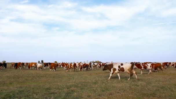 Стада корів — стокове відео