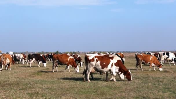 Vacas em um campo — Vídeo de Stock