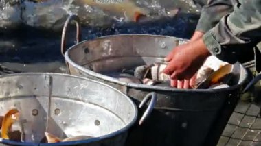 Balık sınıflandırılması
