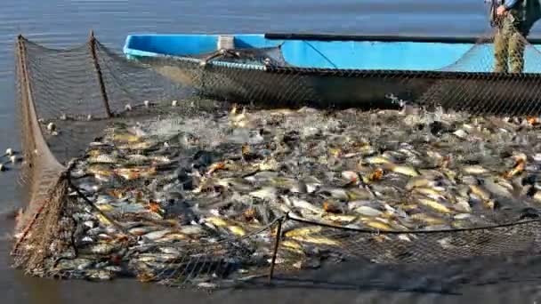 Peces de agua dulce — Vídeos de Stock