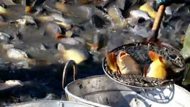Balık sıralama — Stok video