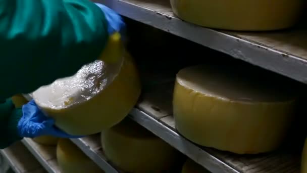 Жовтий сир твердий — стокове відео