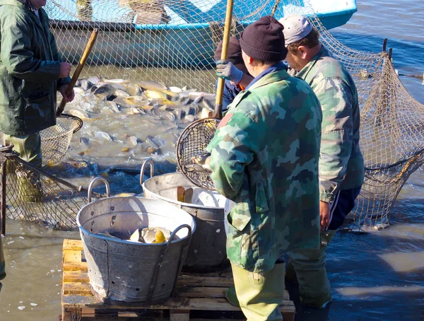 Workers in the fisheries — Stock Photo, Image