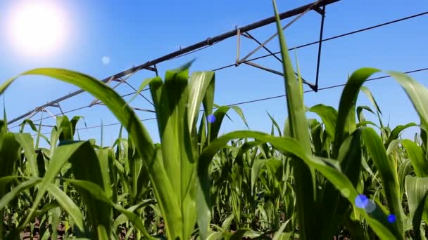 Irrigating of corn — Stock Video