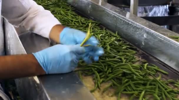 Przetwarzanie warzyw — Wideo stockowe
