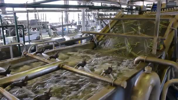 Mycie Fasolka szparagowa — Wideo stockowe
