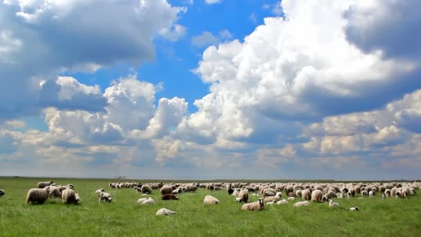Grazende schapen — Stockvideo