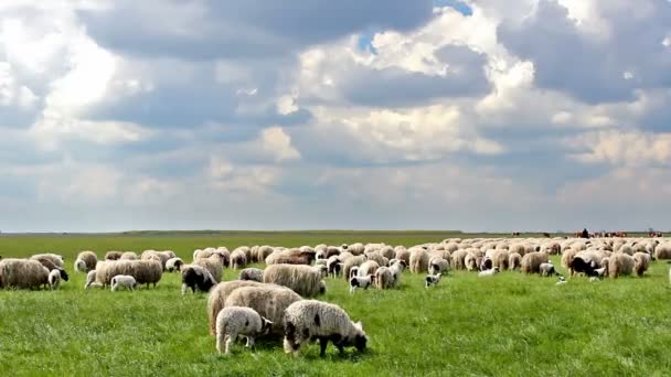 moutons dans la prairie