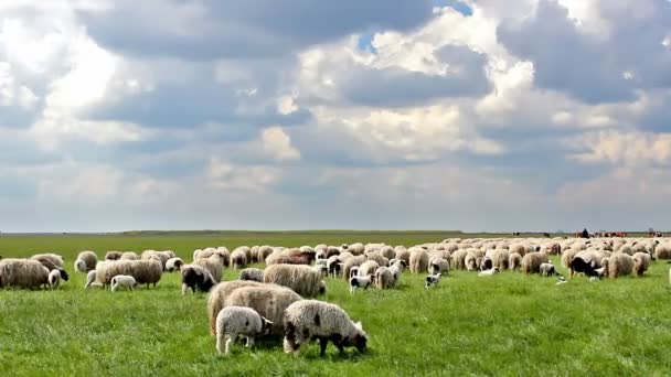 Ovelhas no prado — Vídeo de Stock