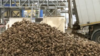 Şeker pancarını kamyondan boşaltmak, daha fazla işlem için şeker pancarını boşaltmak ve yıkamak