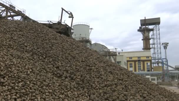 Sockerbetsbearbetningskampanj Industriell Exteriör För Det Sockerraffinaderi Som Drift — Stockvideo