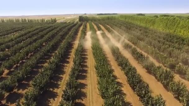 Mogyorófa Mezőgazdaság Légi Felvétel Egy Halastó Során Halszüret — Stock videók