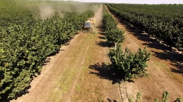 ヘーゼルナッツ オーチャードの組み合わせ 収穫中のヘーゼルナッツ プランテーションの空中ショットと現代の組み合わせ — ストック動画