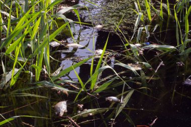 Fish poisoning caused by discharge of toxic substances from factories in the river