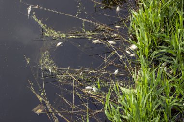 Fish poisoning caused by discharge of toxic substances from factories in the river