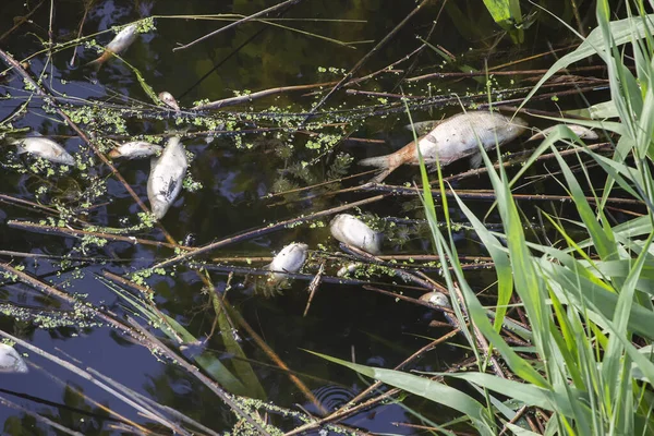 Fish poisoning caused by discharge of toxic substances from factories in the river