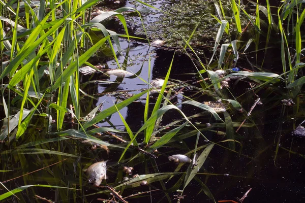 Fish poisoning caused by discharge of toxic substances from factories in the river