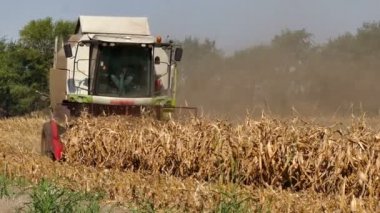 Harvester in a field with corn ; Harvesting corn with modern agricultural machinery
