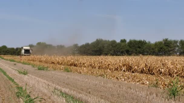 Corn Harvester Harvesting Corn Modern Agricultural Machinery — Vídeo de stock