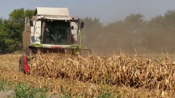 Colheitadeira Campo Com Milho Colheita Milho Com Máquinas Agrícolas Modernas — Vídeo de Stock
