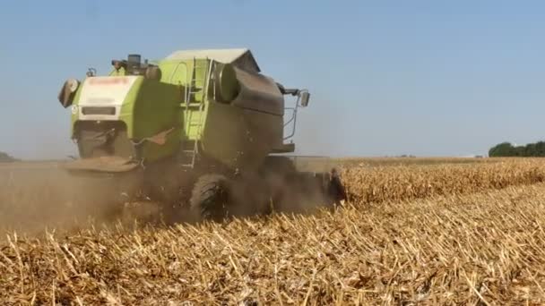 Corn Harvester Harvesting Corn Modern Agricultural Machinery — Stok video