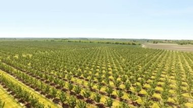 Quince Orchard -Aerial Shot ; Aerial shot of an orchard with quince and pear trees