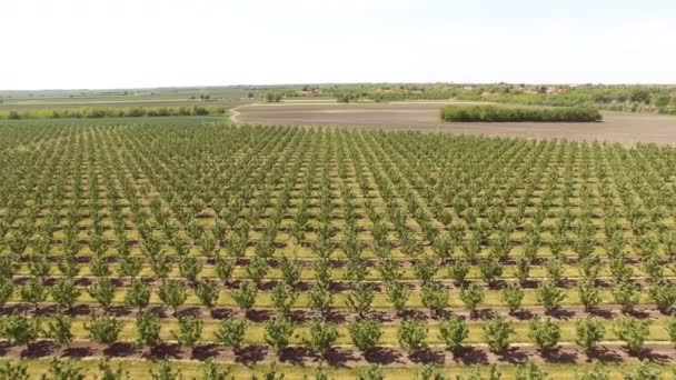 Orchard Viewed Air 침대보와 전나무가 과수원의 — 비디오