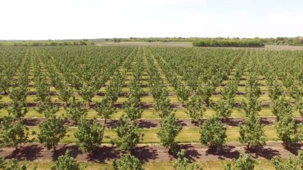 Quince Orchard Bird Eye View Aerial Shot Aerial Shot Sard — Stock video