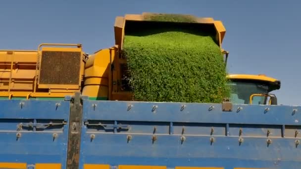 Unloading Freshly Harvested Green Peas Combine Unloading Harvested Peas Combine — Stockvideo