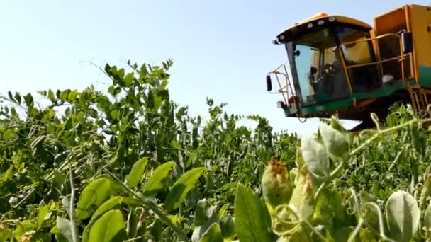 Harvesting Ripe Peas Plantation Harvesting Ripe Peas Modern Harvester Large — Vídeo de Stock