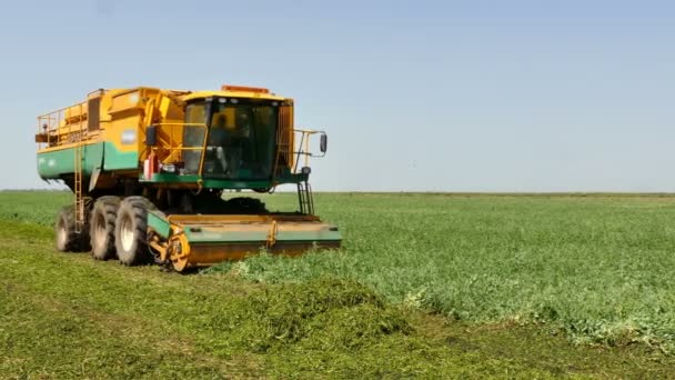 Modern Combine Harvesting Peas Harvesting Ripe Peas Modern Harvester Large — Wideo stockowe