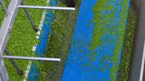Green Peas Falling Conveyor Belt Fresh Green Peas Production Processing — Video Stock