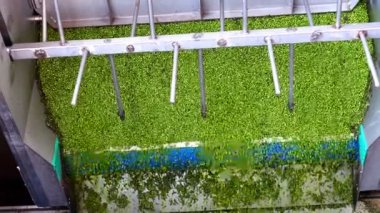 Green Peas Processing ; Fresh green peas in the production and processing in food industry