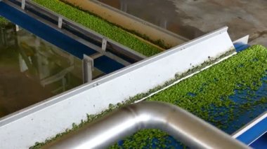 Conveyor Transportation Of Green Peas ; Fresh green peas in the production and processing in food industry