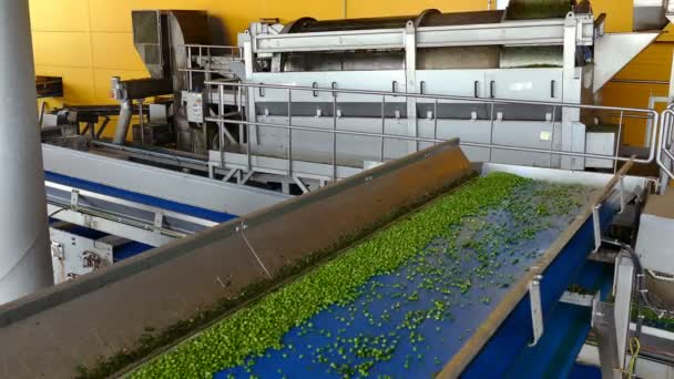 Green Peas Conveyor Belt Fresh Green Peas Production Processing Food — Vídeos de Stock
