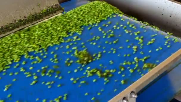 Перероблений Зелений Горох Під Час Транспортування Заводу Свіжий Зелений Горох — стокове відео