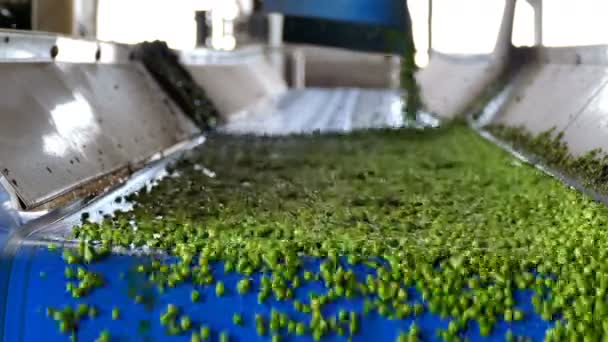 Peas Conveyor Food Processing Plant Fresh Green Peas Production Processing — Stock videók