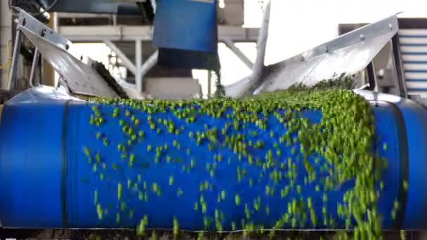 Fresh Peas Conveyor Belt Fresh Green Peas Production Processing Food — Wideo stockowe