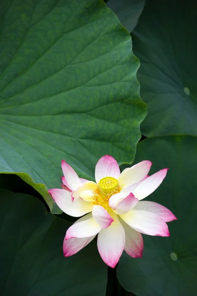 Blooming Lotus — Stock Photo, Image
