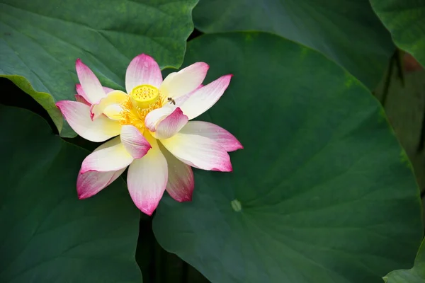 Blooming Lotus — Stock Photo, Image